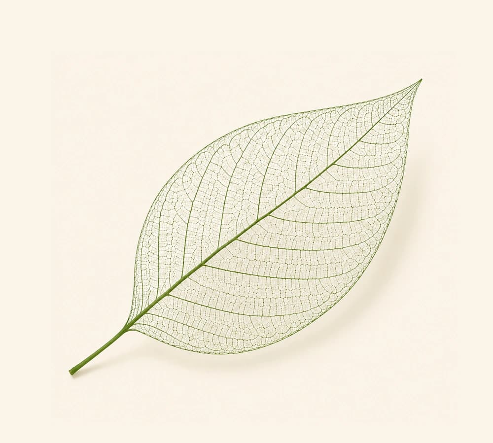 Skeleton leaf